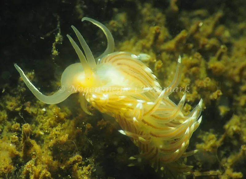 Facelina cf bostoniensis - Kollund Lillestrand - Foto: Jens Egon Jørgensen