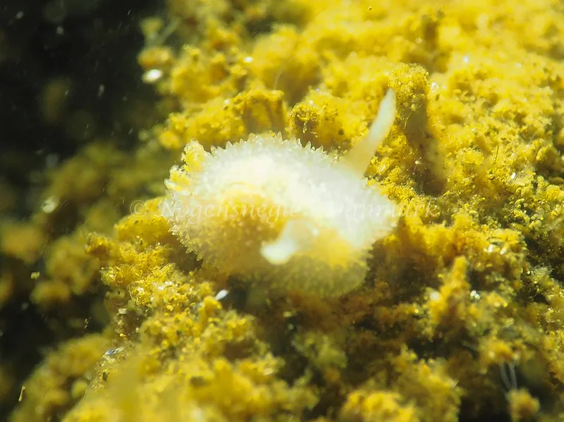 Acanthodoris pilosa - Kollund Lillestrand - Foto: Jens Egon Jørgensen