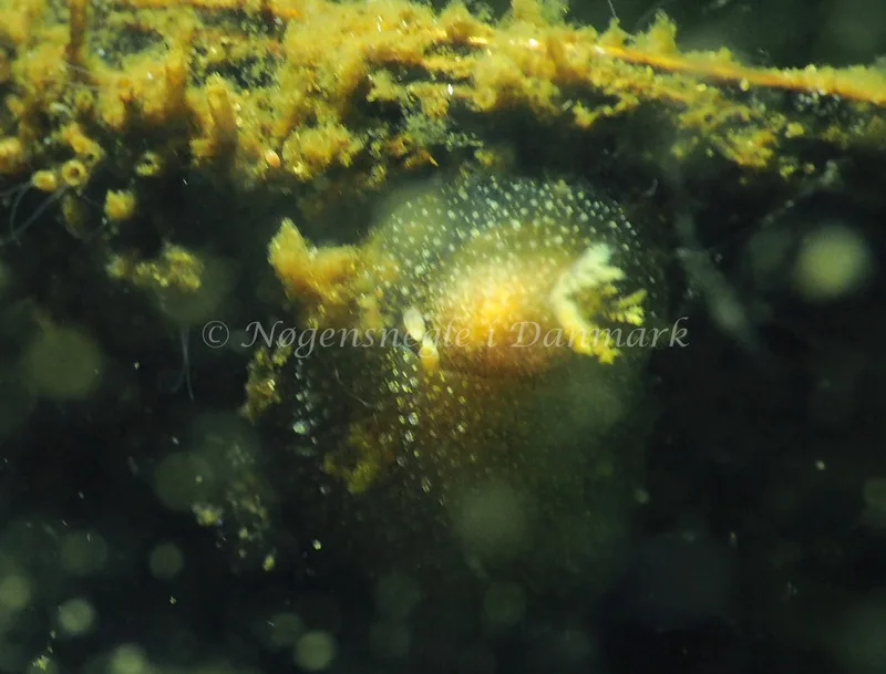 Acanthodoris pilosa - Kollund Lillestrand - Foto: Jens Egon Jørgensen