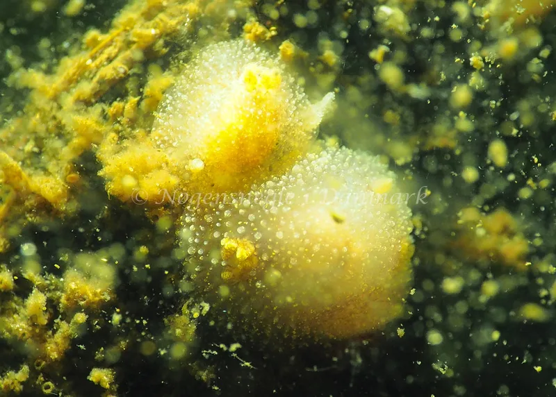 Acanthodoris pilosa - Kollund Lillestrand - Foto: Jens Egon Jørgensen