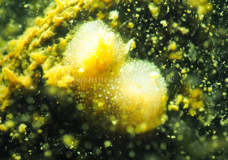 Acanthodoris pilosa - Kollund Lillestrand - Foto: Jens Egon Jørgensen