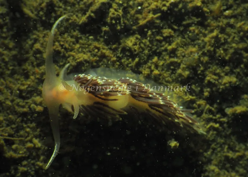 Facelina cf bostoniensis - Teglværkshavnen - Foto: Jens Egon Jørgensen