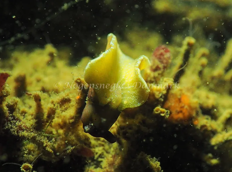 Elysia viridis - Teglværkshavnen - Foto: Jens Egon Jørgensen