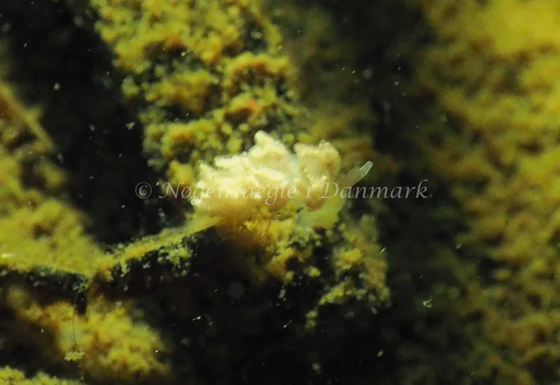 Favorinus branchialis - Teglværkshavnen - Foto: Jens Egon Jørgensen