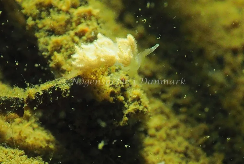 Favorinus branchialis - Teglværkshavnen - Foto: Jens Egon Jørgensen