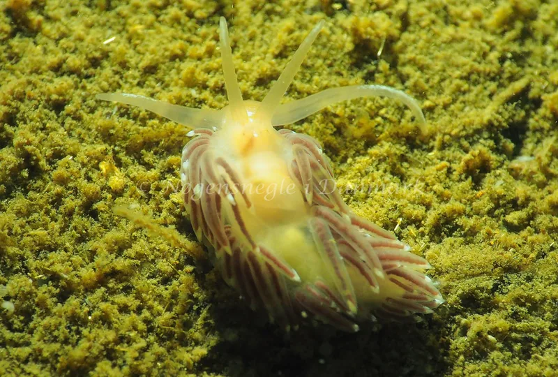 Facelina cf bostoniensis - Teglværkshavnen - Foto: Jens Egon Jørgensen