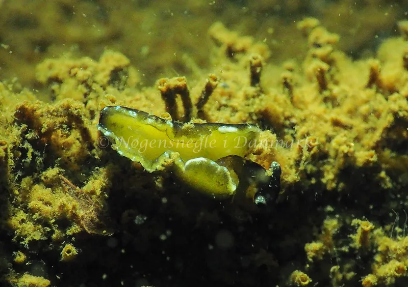 Elysia viridis - Teglværkshavnen - Foto: Jens Egon Jørgensen