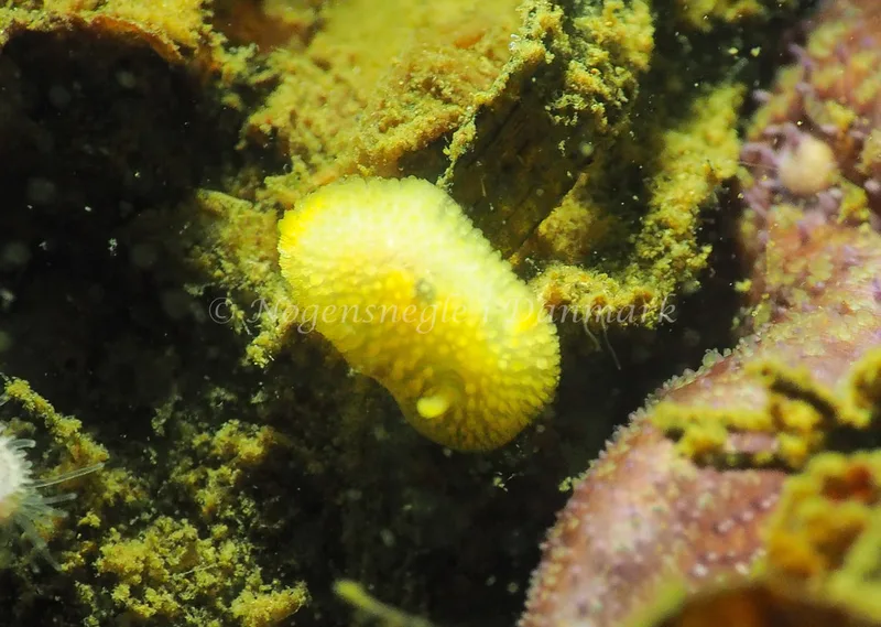 Onchidoris muricata - Teglværkshavnen - Foto: Jens Egon Jørgensen