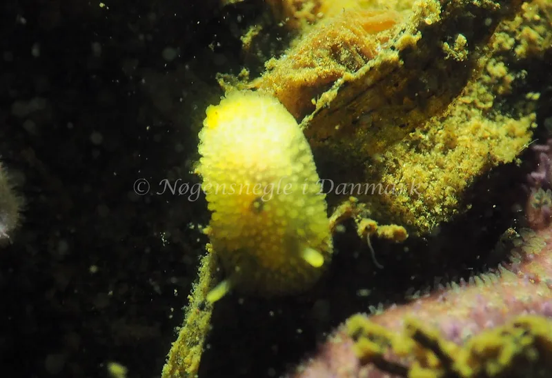 Onchidoris muricata - Teglværkshavnen - Foto: Jens Egon Jørgensen
