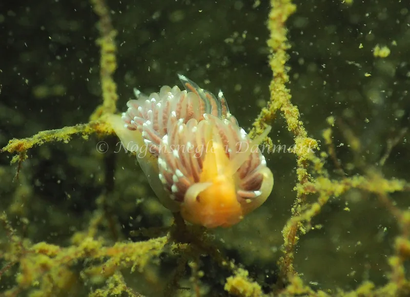 Facelina cf bostoniensis - Teglværkshavnen - Foto: Jens Egon Jørgensen