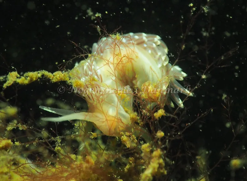 Facelina cf bostoniensis - Teglværkshavnen - Foto: Jens Egon Jørgensen