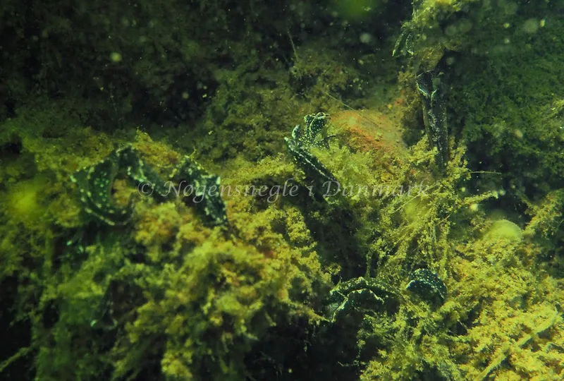 Elysia viridis - Teglværkshavnen - Foto: Jens Egon Jørgensen