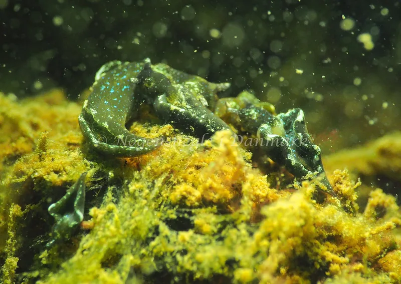 Elysia viridis - Teglværkshavnen - Foto: Jens Egon Jørgensen