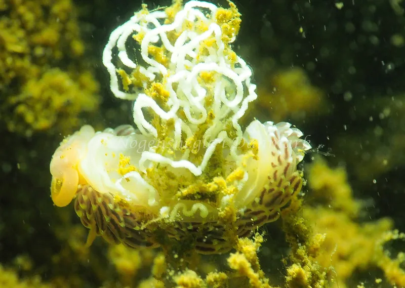 Facelina cf bostoniensis - Teglværkshavnen - Foto: Jens Egon Jørgensen
