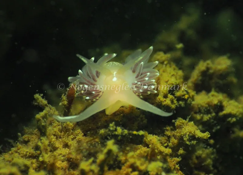Facelina cf bostoniensis - Teglværkshavnen - Foto: Jens Egon Jørgensen