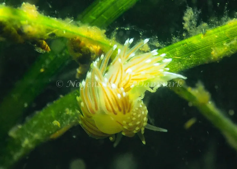 Facelina cf bostoniensis - Sønderhav Strand - Foto: Jens Egon Jørgensen