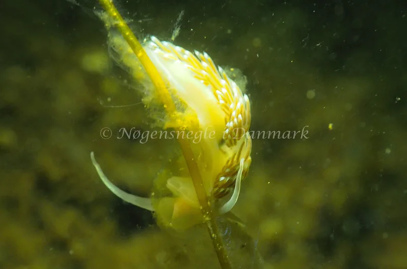 Facelina cf bostoniensis - Sønderhav Strand - Foto: Jens Egon Jørgensen
