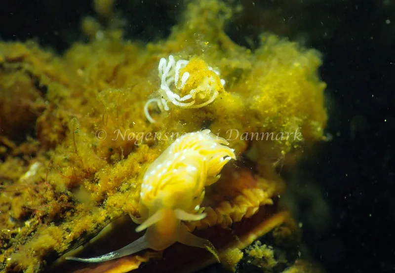 Facelina cf bostoniensis - Sønderhav Strand - Foto: Jens Egon Jørgensen