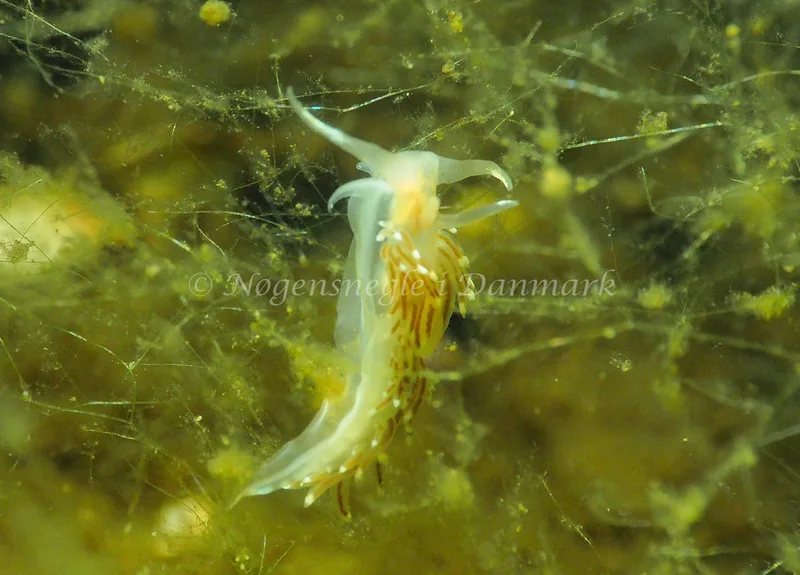 Facelina cf bostoniensis - Sønderhav Strand - Foto: Jens Egon Jørgensen
