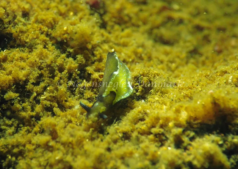 Elysia viridis - Sønderhav Strand - Foto: Jens Egon Jørgensen