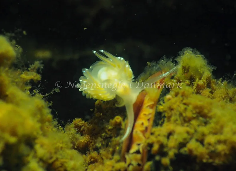 Facelina cf bostoniensis - Sønderhav Strand - Foto: Jens Egon Jørgensen