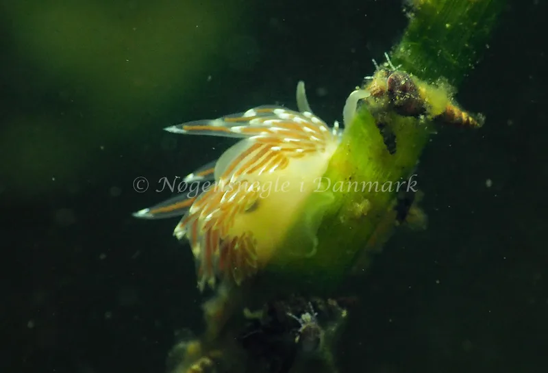 Facelina cf bostoniensis - Sønderhav Strand - Foto: Jens Egon Jørgensen