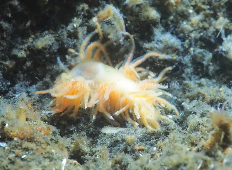 Facelina cf. bostoniensis - Kollund Lillestrand - Foto: Jens Egon Jørgensen