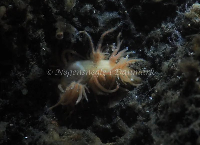 Facelina cf. bostoniensis - Kollund Lillestrand - Foto: Jens Egon Jørgensen