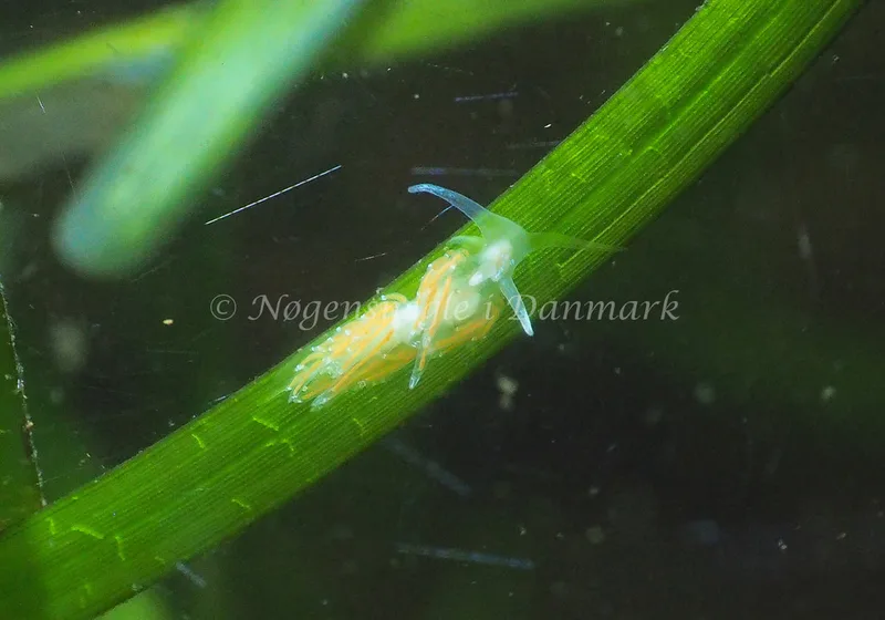 Facelina cf. bostoniensis - Kollund Lillestrand - Foto: Jens Egon Jørgensen