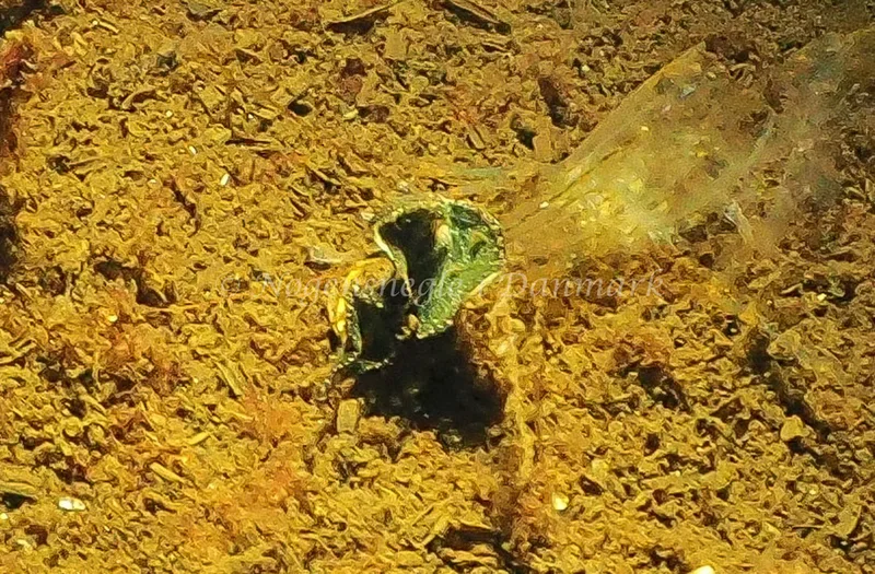Elysia viridis - Kollund Mole - Foto: Jens Egon Jørgensen