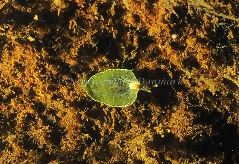Elysia viridis - Kollund Mole - Foto: Jens Egon Jørgensen