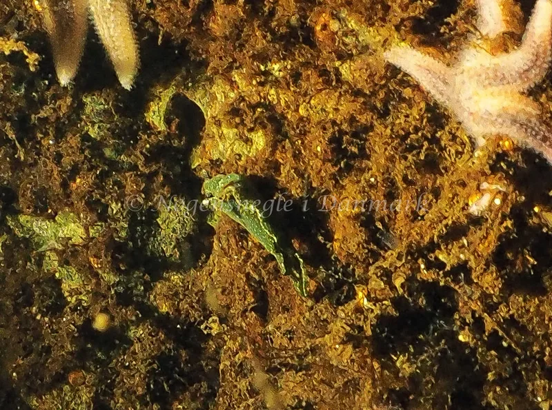 Elysia viridis - Kollund Mole - Foto: Jens Egon Jørgensen