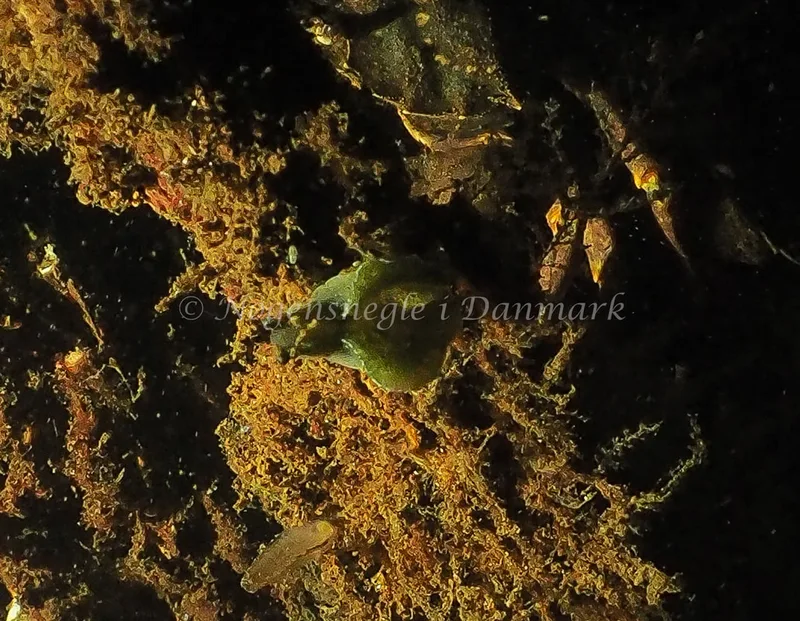 Elysia viridis - Kollund Mole - Foto: Jens Egon Jørgensen