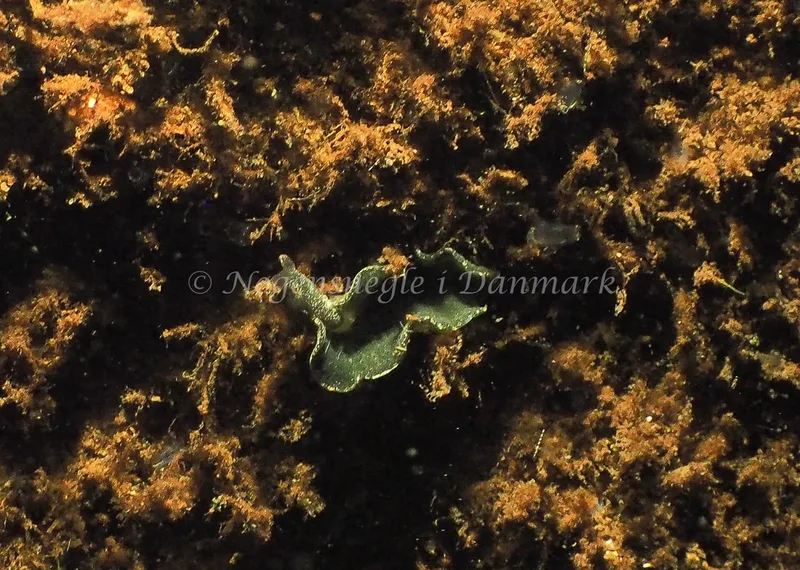 Elysia viridis - Kollund Mole - Foto: Jens Egon Jørgensen