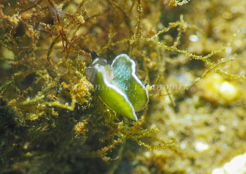 Elysia viridis (Saccoglossa) - Kollund Lillestrand - Foto: Jens Egon Jørgensen 