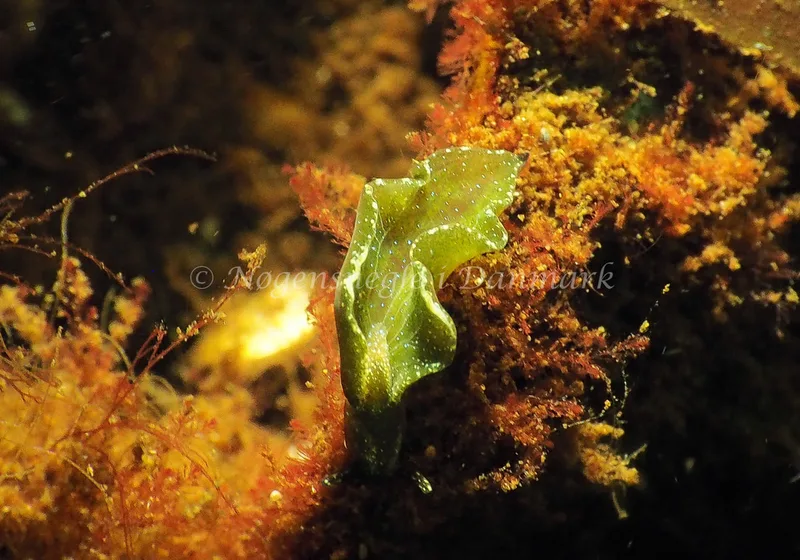 Elysia viridis (Saccoglossa) - Kollund Lillestrand - Foto: Jens Egon Jørgensen 