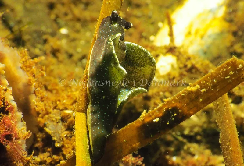 Elysia viridis (Saccoglossa) - Kollund Lillestrand - Foto: Jens Egon Jørgensen 