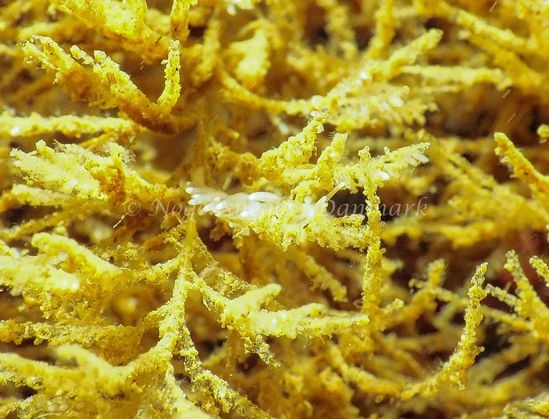 Cuthonella concinna - Lyngsbo Strand - Foto: Jens Egon Jørgensen 