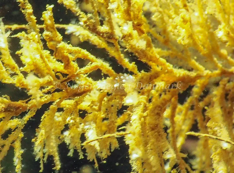 Cuthonella concinna - Lyngsbo Strand - Foto: Jens Egon Jørgensen 