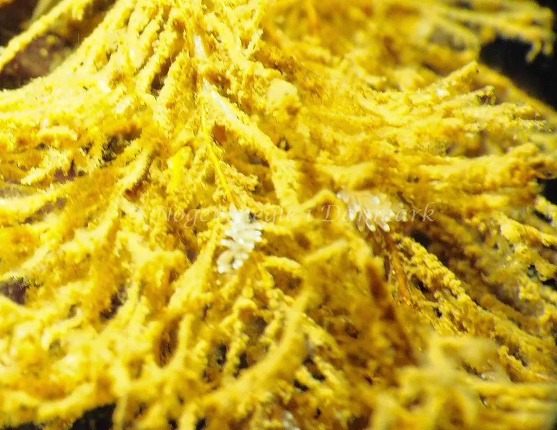 Cuthonella concinna - Lyngsbo Strand - Foto: Jens Egon Jørgensen 