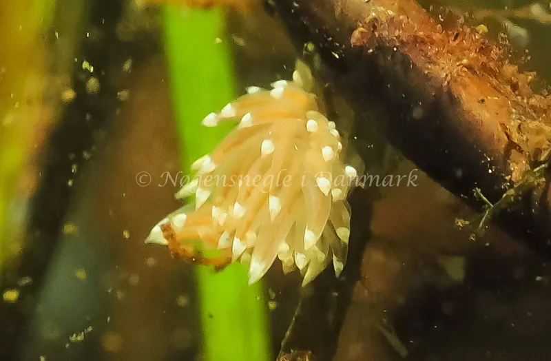 Facelina cf bostoniensis - Sønderhav Strand - Foto: Jens Egon Jørgensen