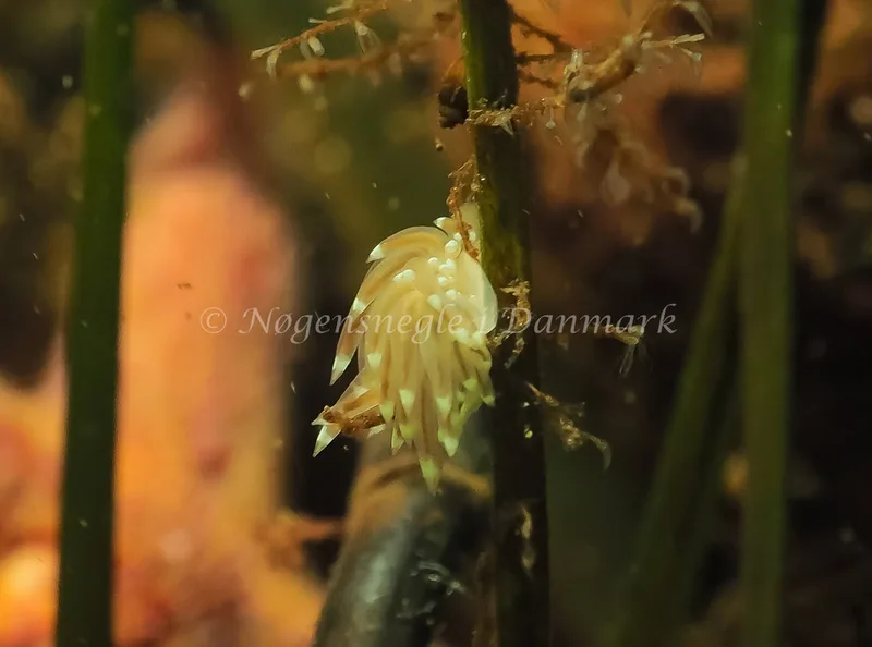 Facelina cf bostoniensis - Sønderhav Strand - Foto: Jens Egon Jørgensen