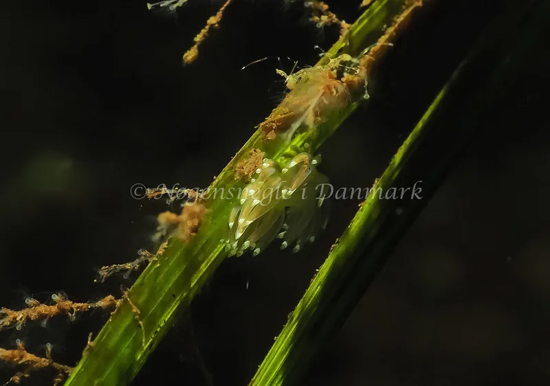 Facelina cf bostoniensis - Sønderhav Strand - Foto: Jens Egon Jørgensen