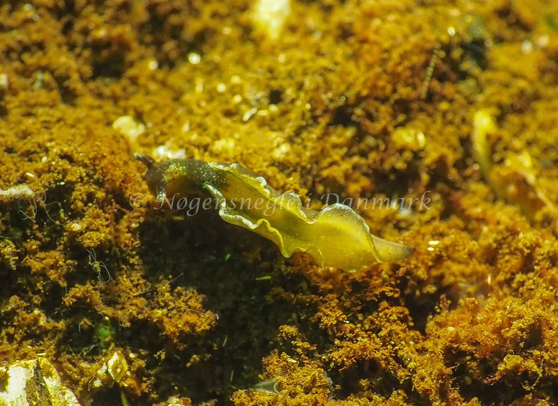 Elysia viridis - Sønderhav Strand - Foto: Jens Egon Jørgensen