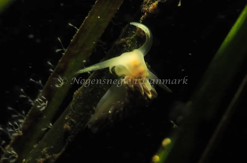 Facelina bostoniensis - Kollund Lillestrand - Foto: Jens Egon Jørgensen