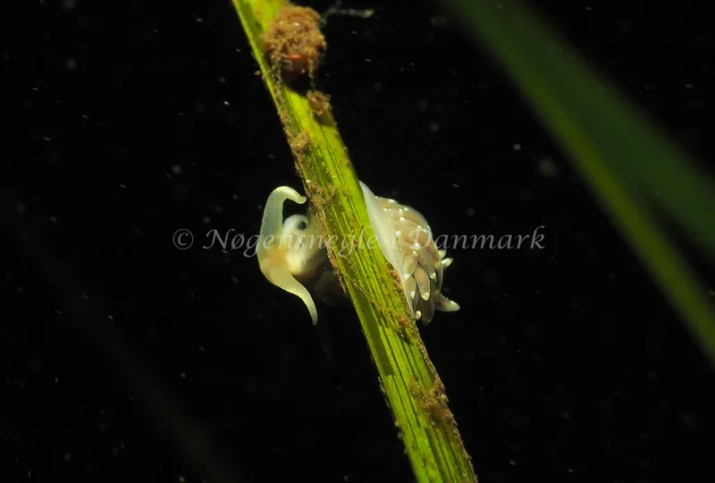 Facelina bostoniensis - Kollund Lillestrand - Foto: Jens Egon Jørgensen