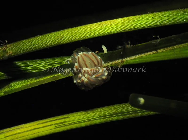 Facelina bostoniensis - Kollund Lillestrand - Foto: Jens Egon Jørgensen