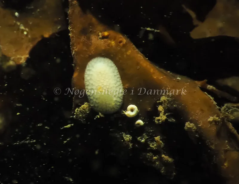 Onchidoris muricata - Lyngsbo Strand - Foto: Jens Egon Jørgensen