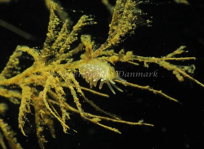 Cuthonella concinna - Lyngsbo Strand - Foto: Jens Egon Jørgensen