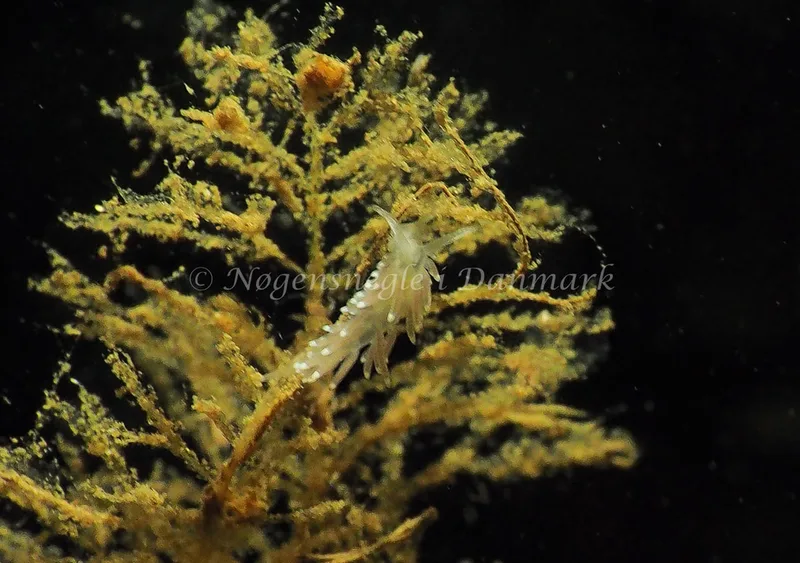 Cuthonella concinna - Lyngsbo Strand - Foto: Jens Egon Jørgensen